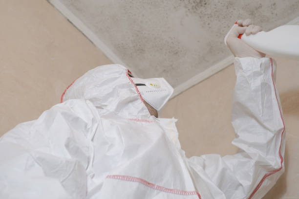 Why You Should Choose Our Mold Remediation Services in Central Square, NY